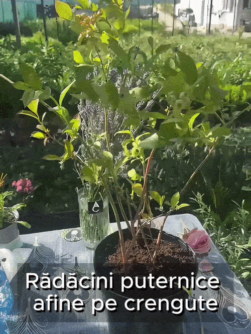 Afin Dulce BerrySweet Acasă