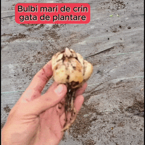 HostaMax Soluție Naturală Pentru Energie